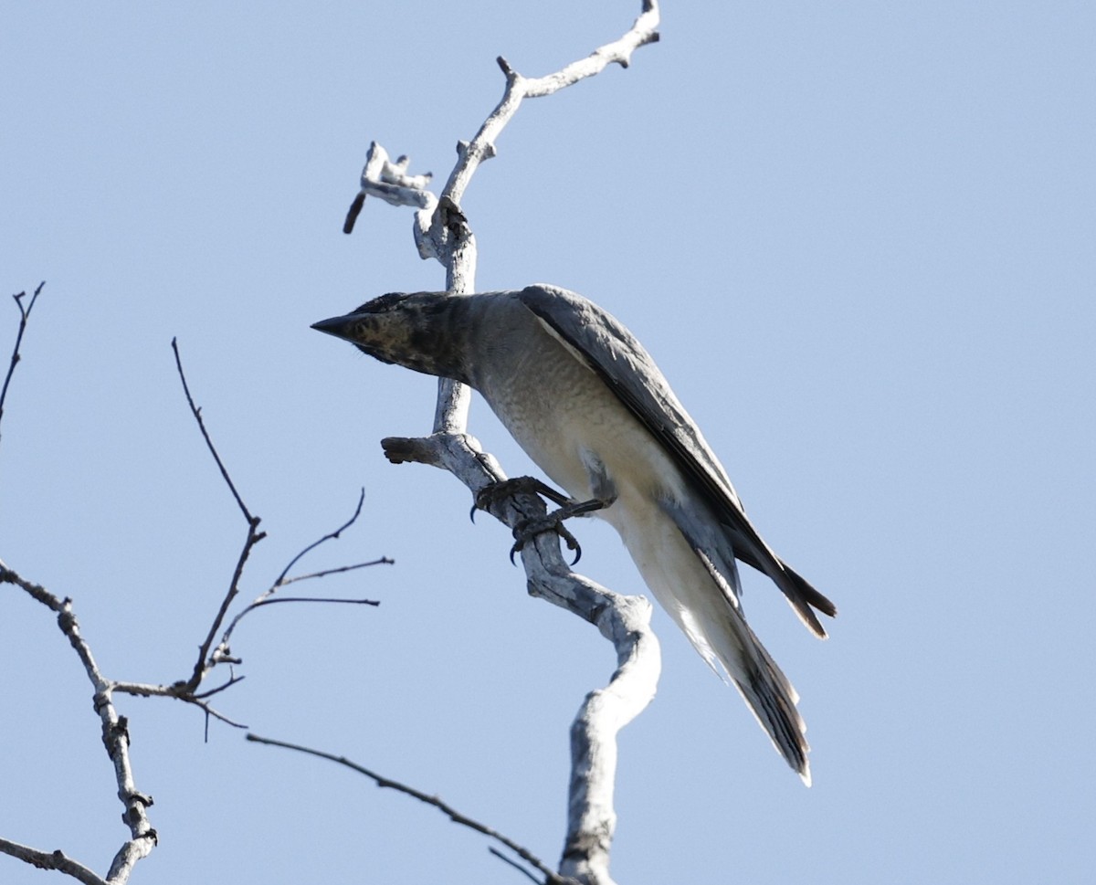 Black-faced Cuckooshrike - ML645538743