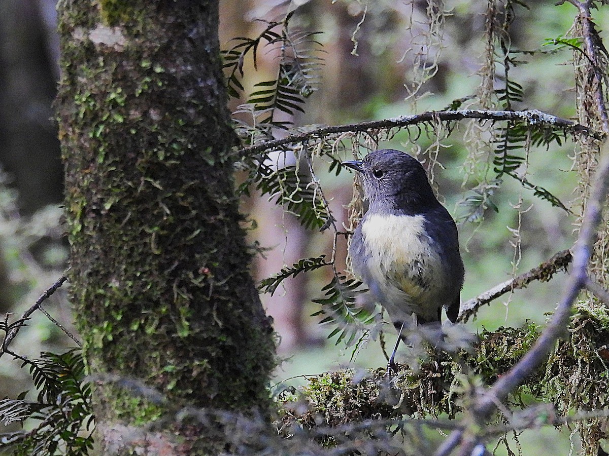 South Island Robin - ML645538747
