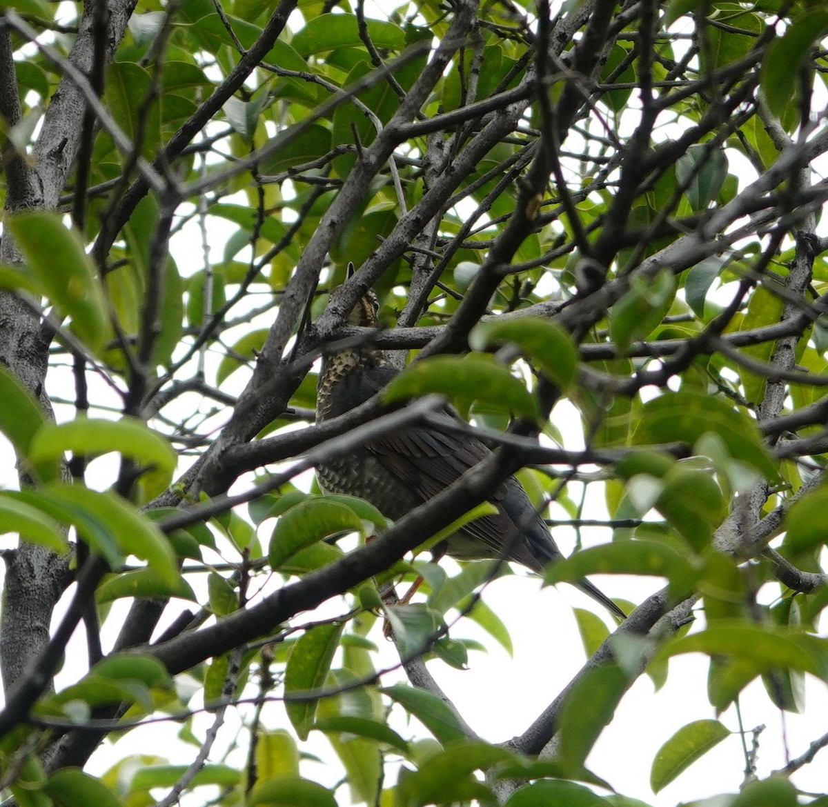 Siberian Thrush - ML645538758