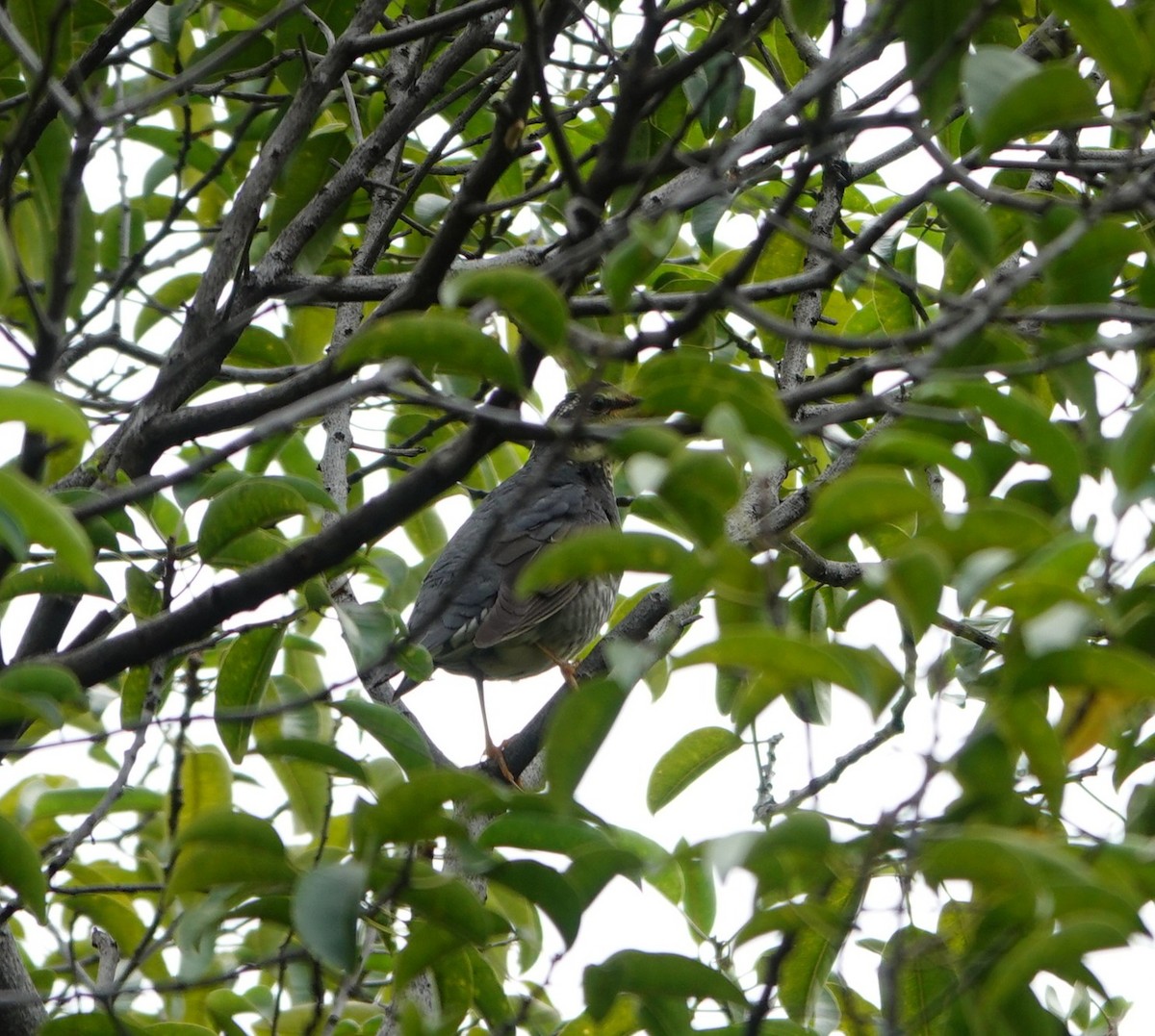 Siberian Thrush - ML645538759