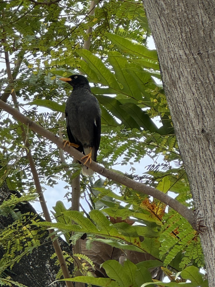 Javan Myna - ML645538761