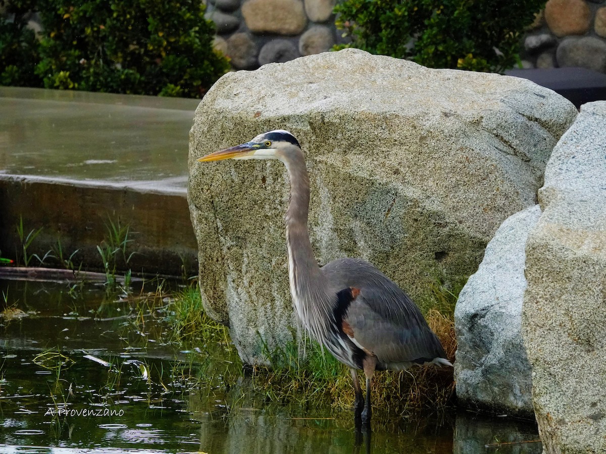 Garza Azulada - ML645538763