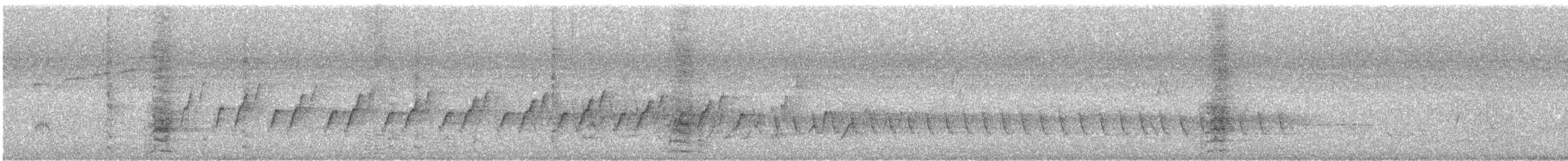 White-winged Triller - ML645538831