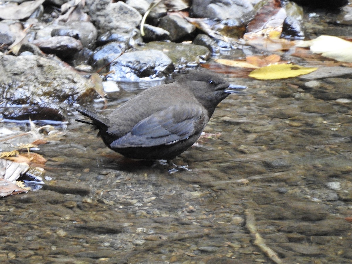 Brown Dipper - ML645538836