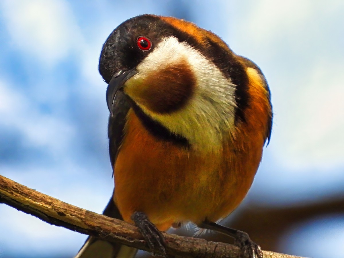 Медолюб-шилодзьоб східний - ML645538838