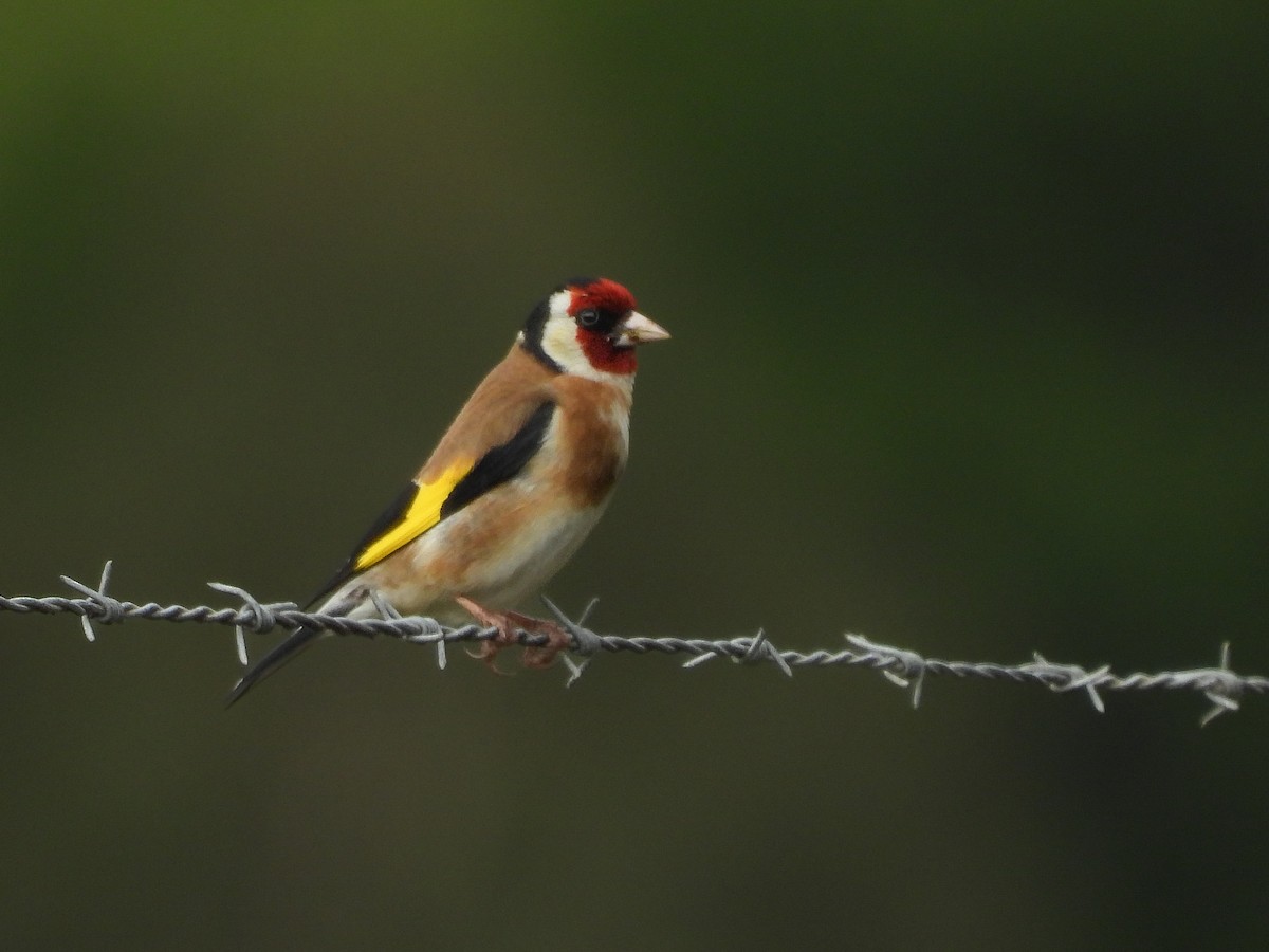 Kardantxiloa - ML645538839