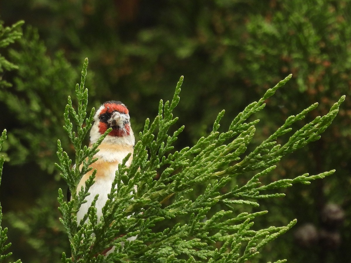 Kardantxiloa - ML645538840