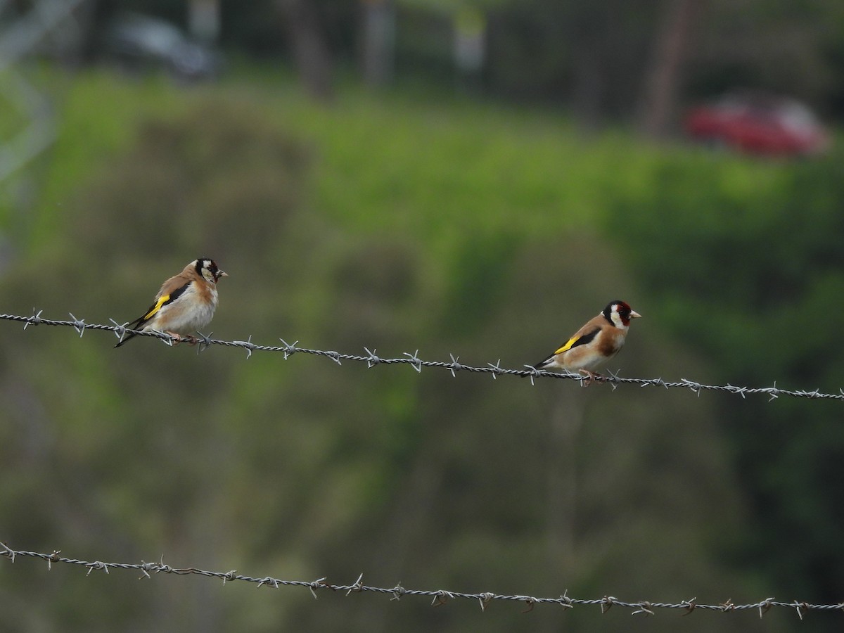 Kardantxiloa - ML645538841