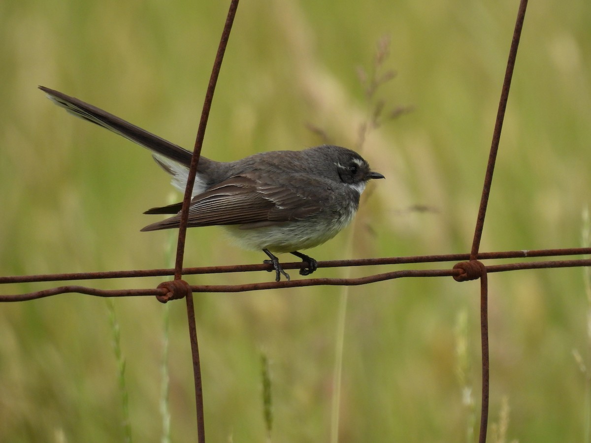 Gray Fantail - ML645538843