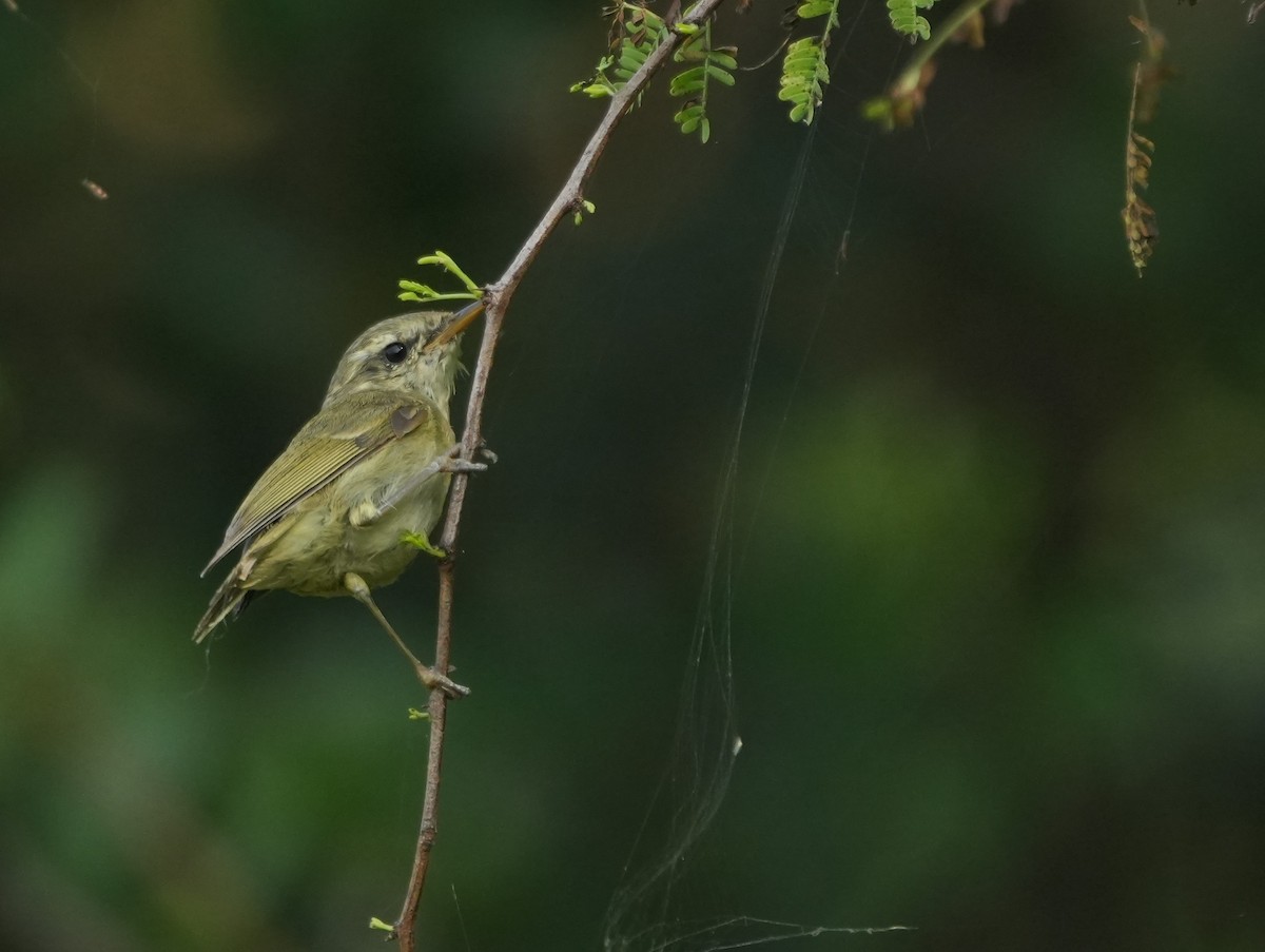 Txio berdexka - ML645538844