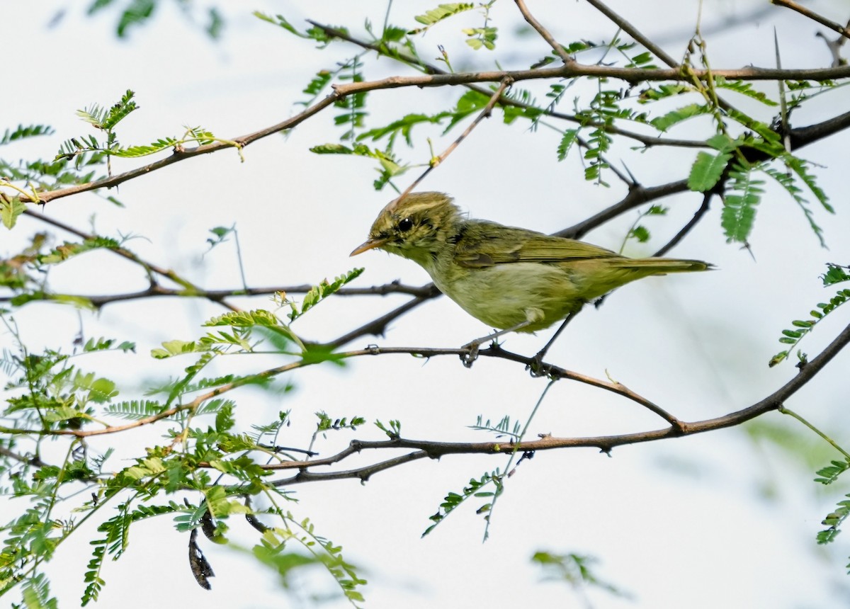 Txio berdexka - ML645538845