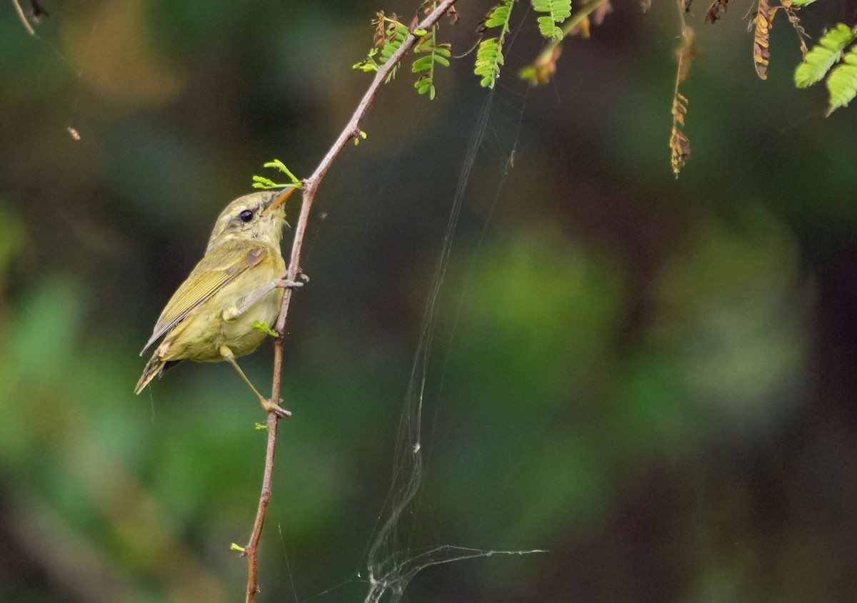 Txio berdexka - ML645538848