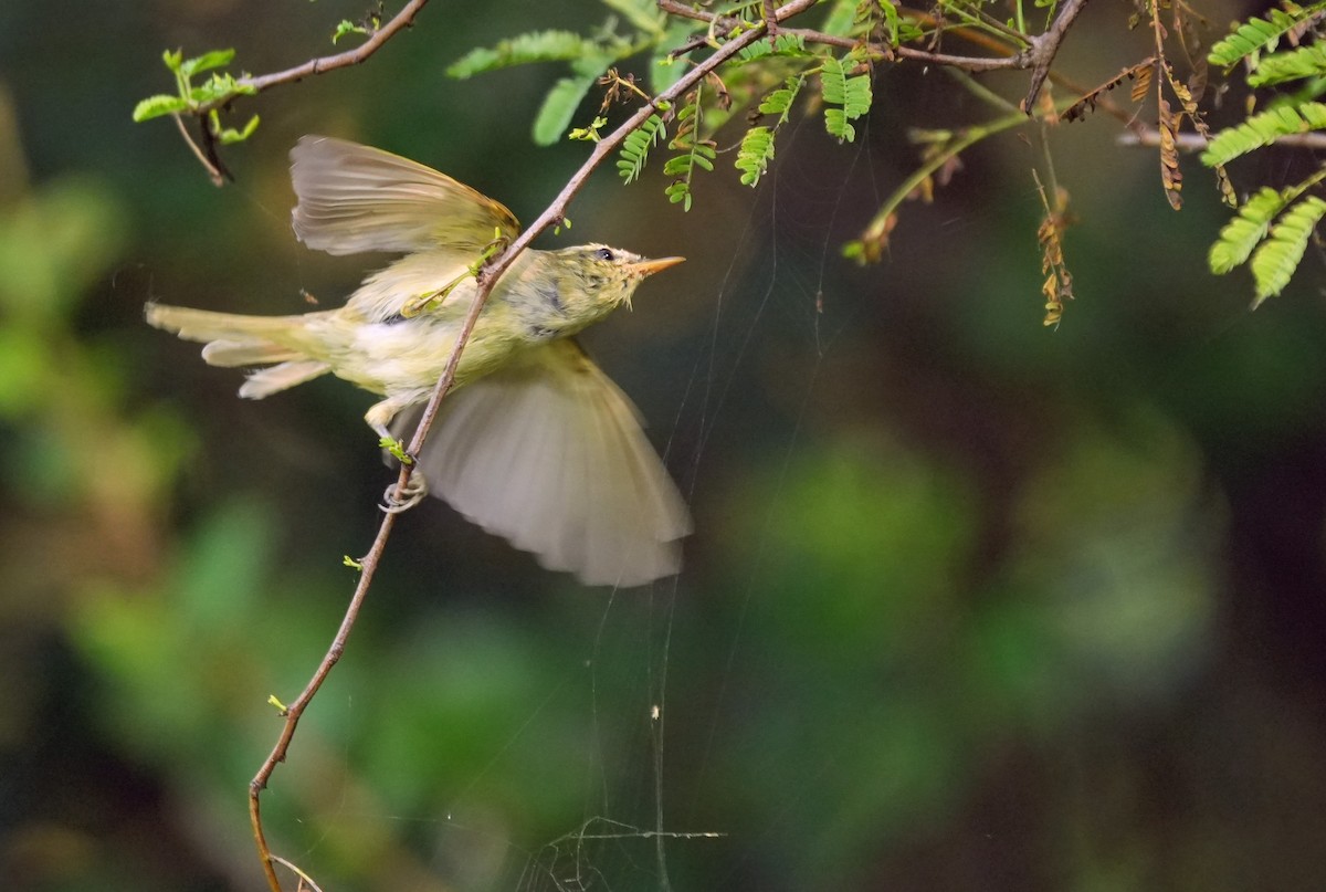 Txio berdexka - ML645538849