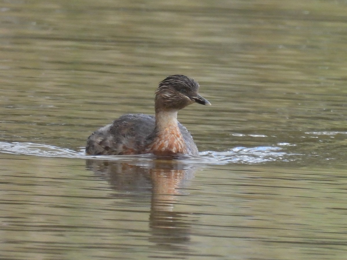Txilinporta burugrisa - ML645538856
