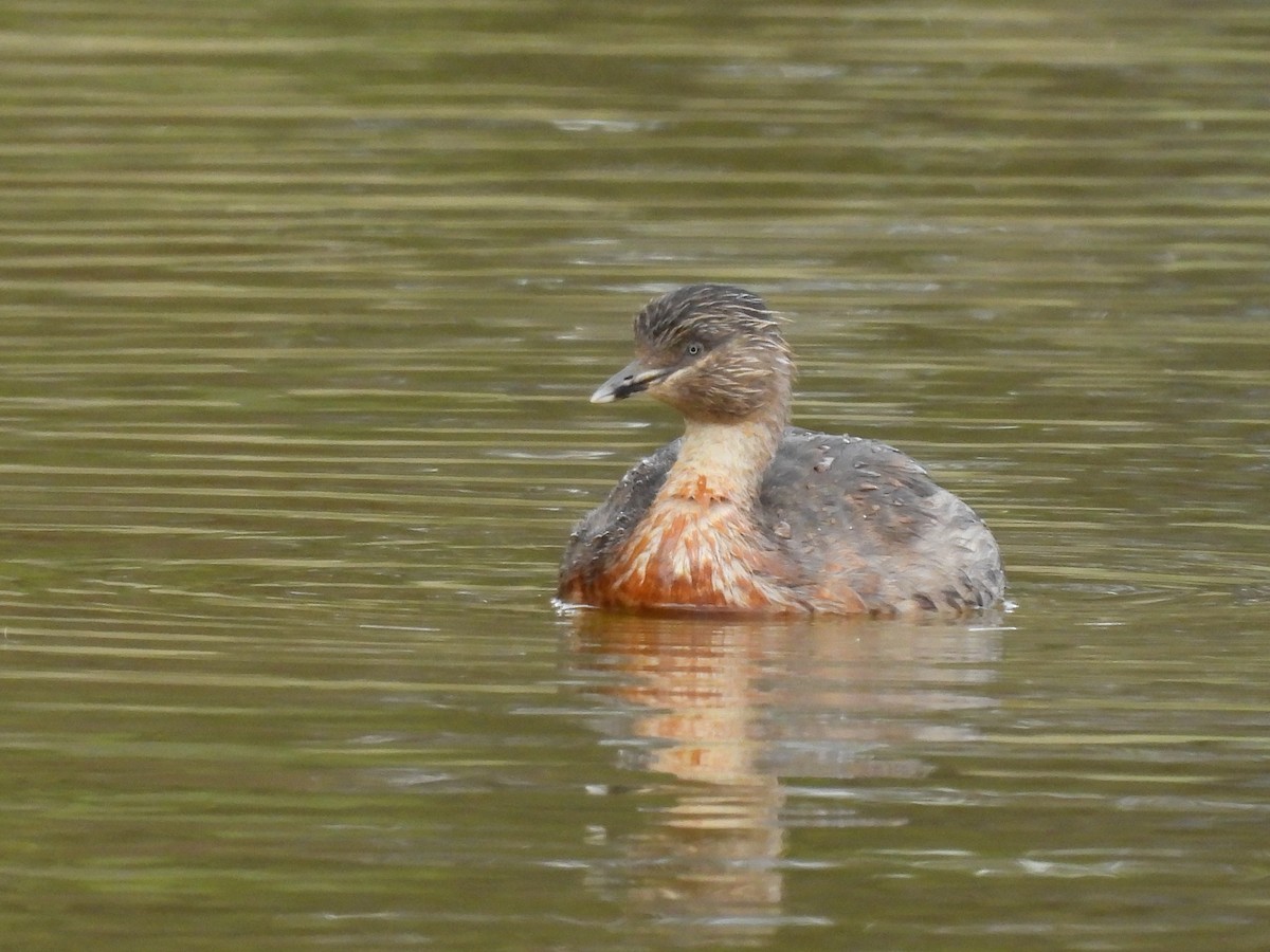 Txilinporta burugrisa - ML645538857