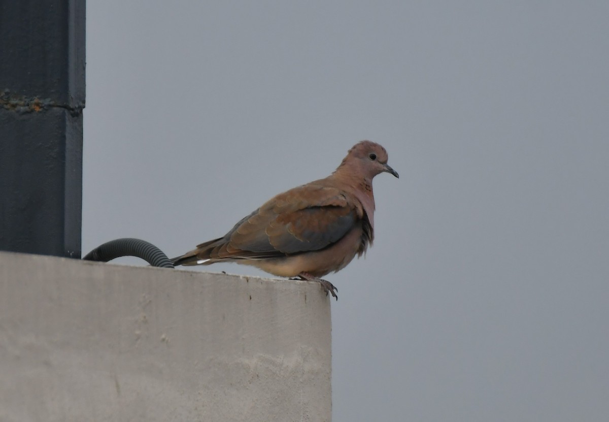 Usapal senegaldarra - ML645538858