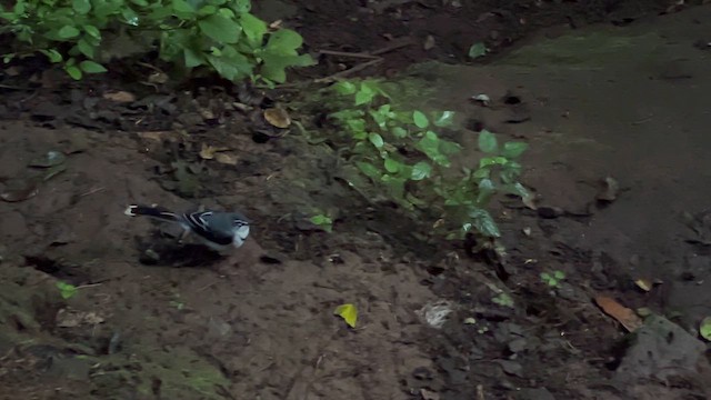 Плиска ефіопська - ML645538859