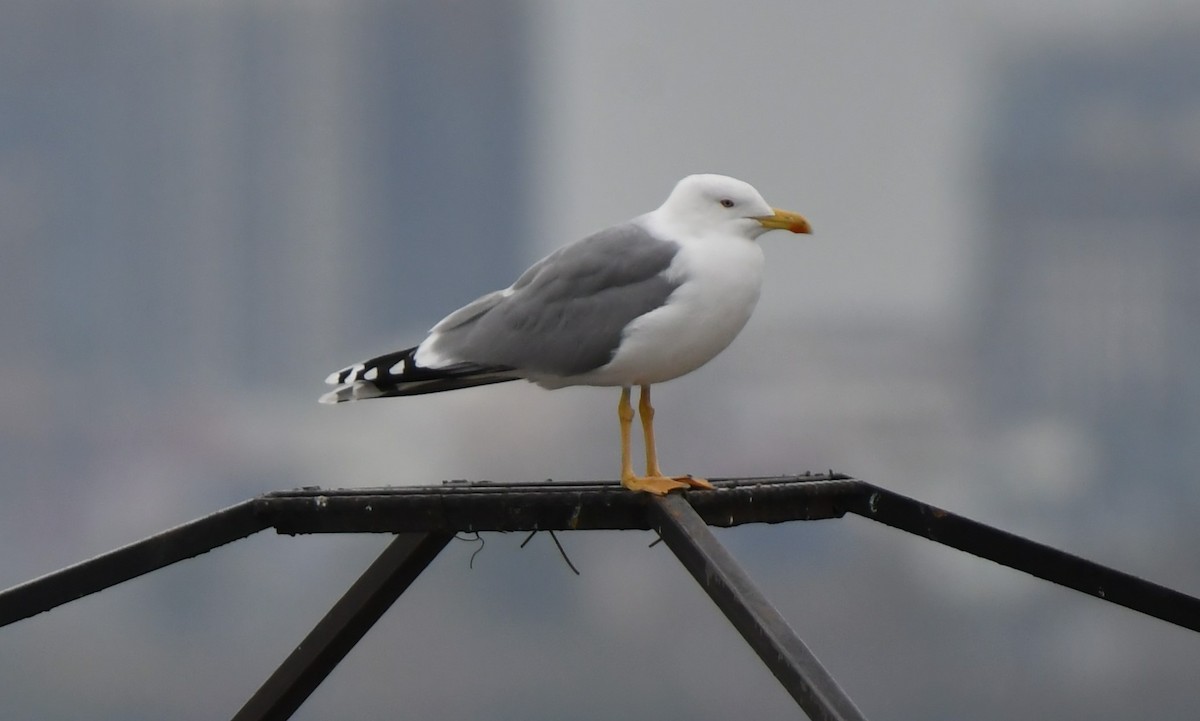 Kaio hankahoria - ML645538860