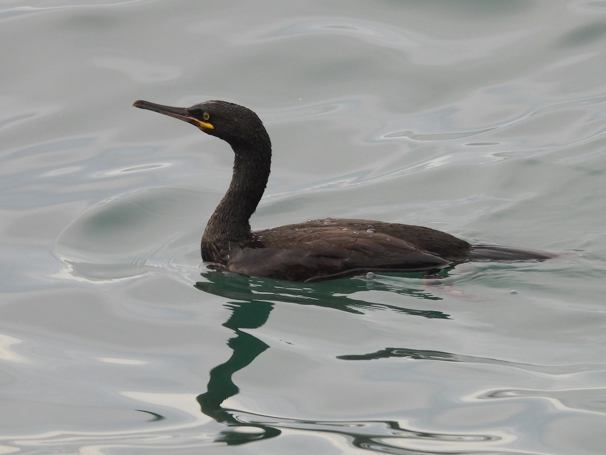 Ubarroi mottoduna - ML645538861