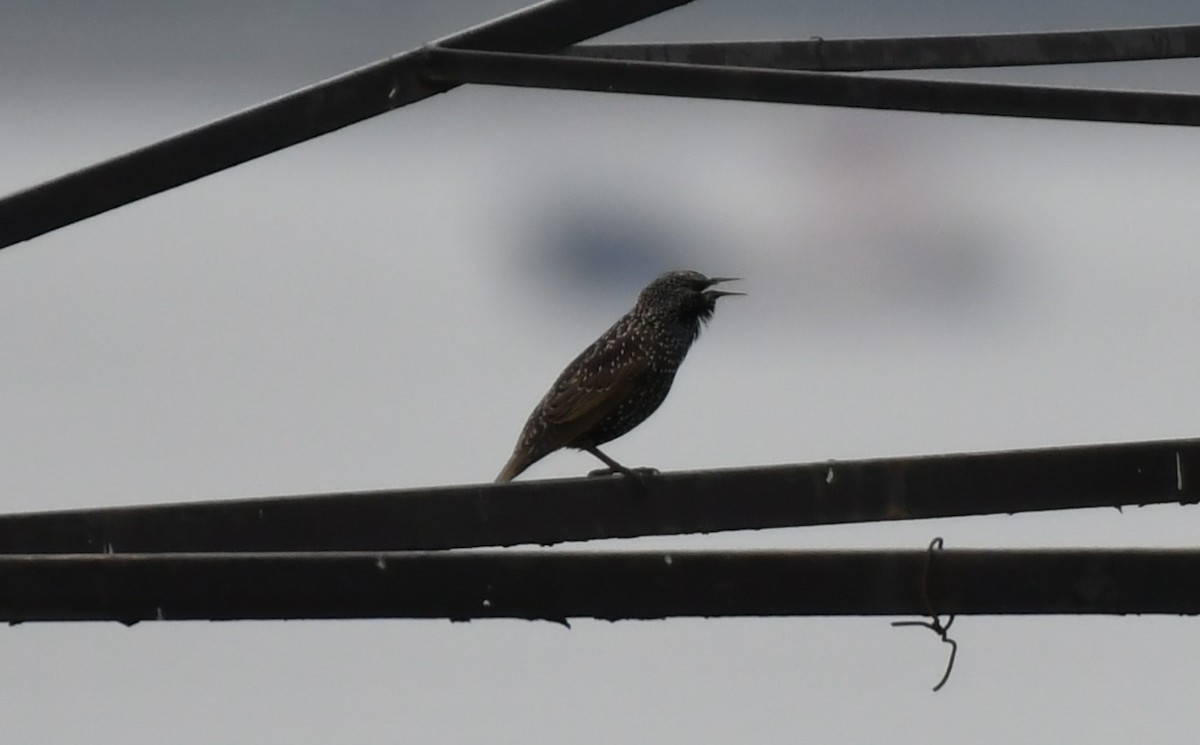 Arabazozo pikarta - ML645538863