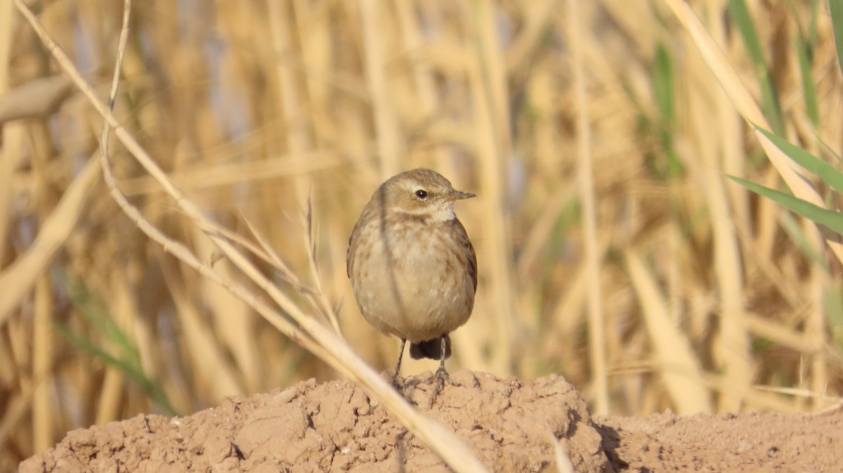 Mendi-txirta - ML645538864