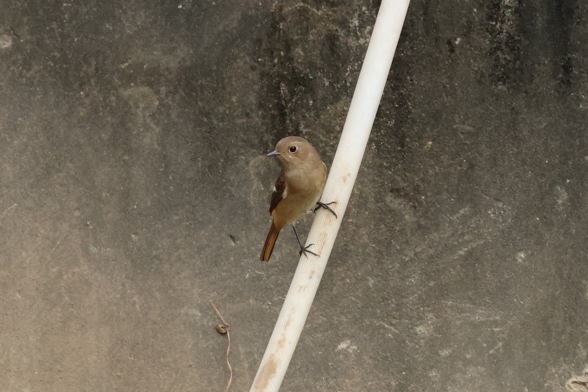 Buztangorri dauriarra - ML645538865