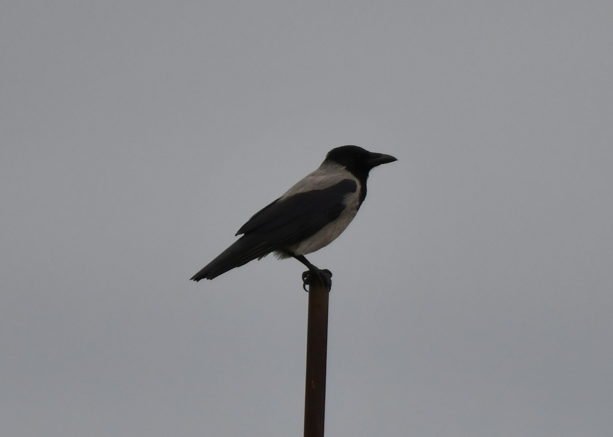 Bele txanoduna - ML645538866