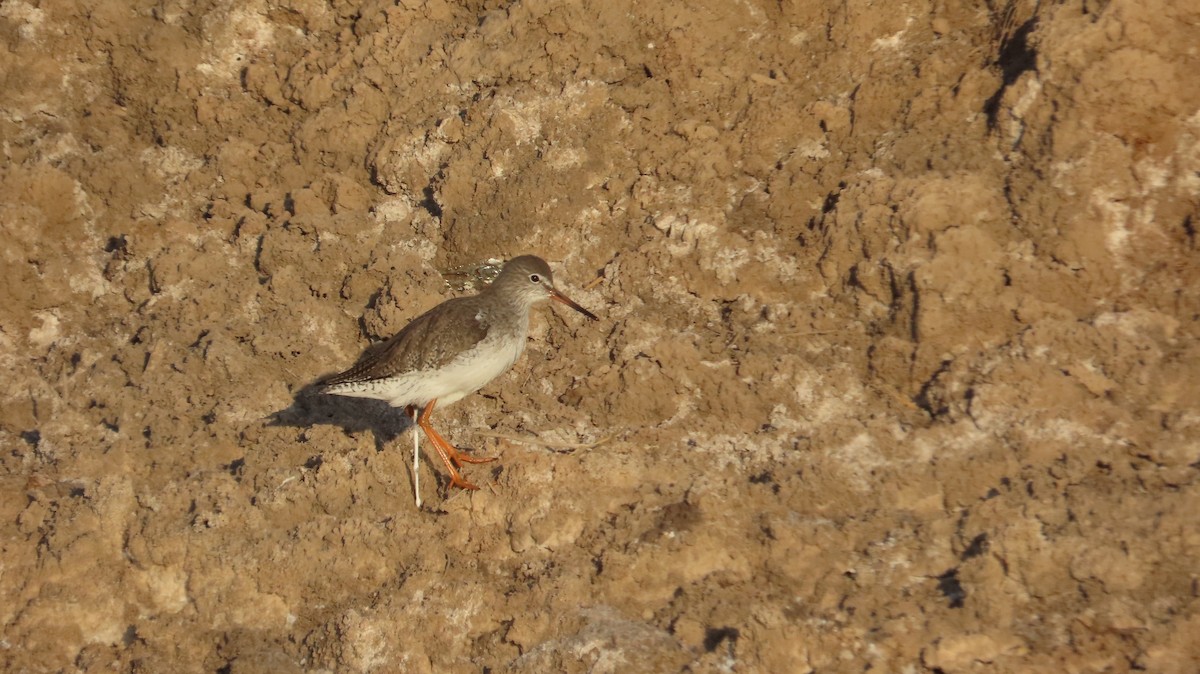 Bernagorri arrunta - ML645538867