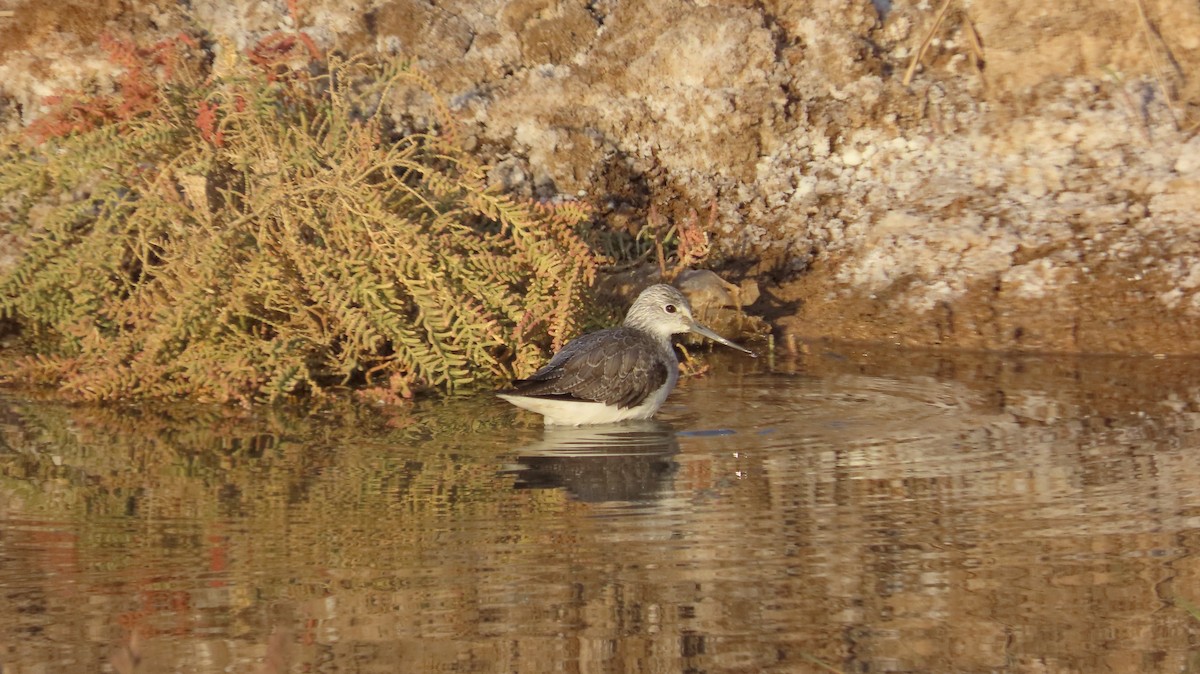 Kuliska zuria - ML645538868