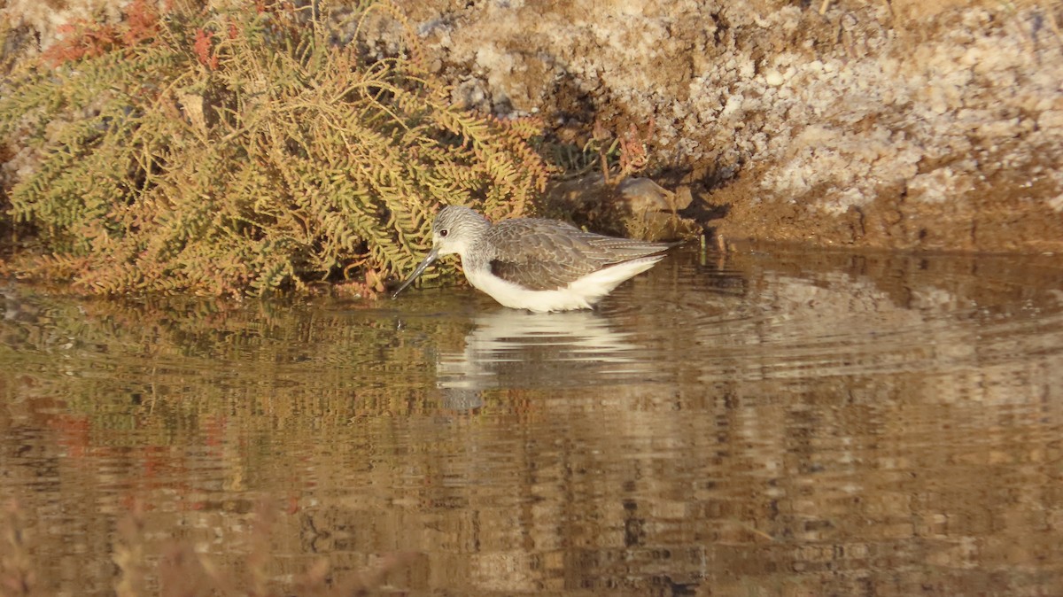 Kuliska zuria - ML645538869