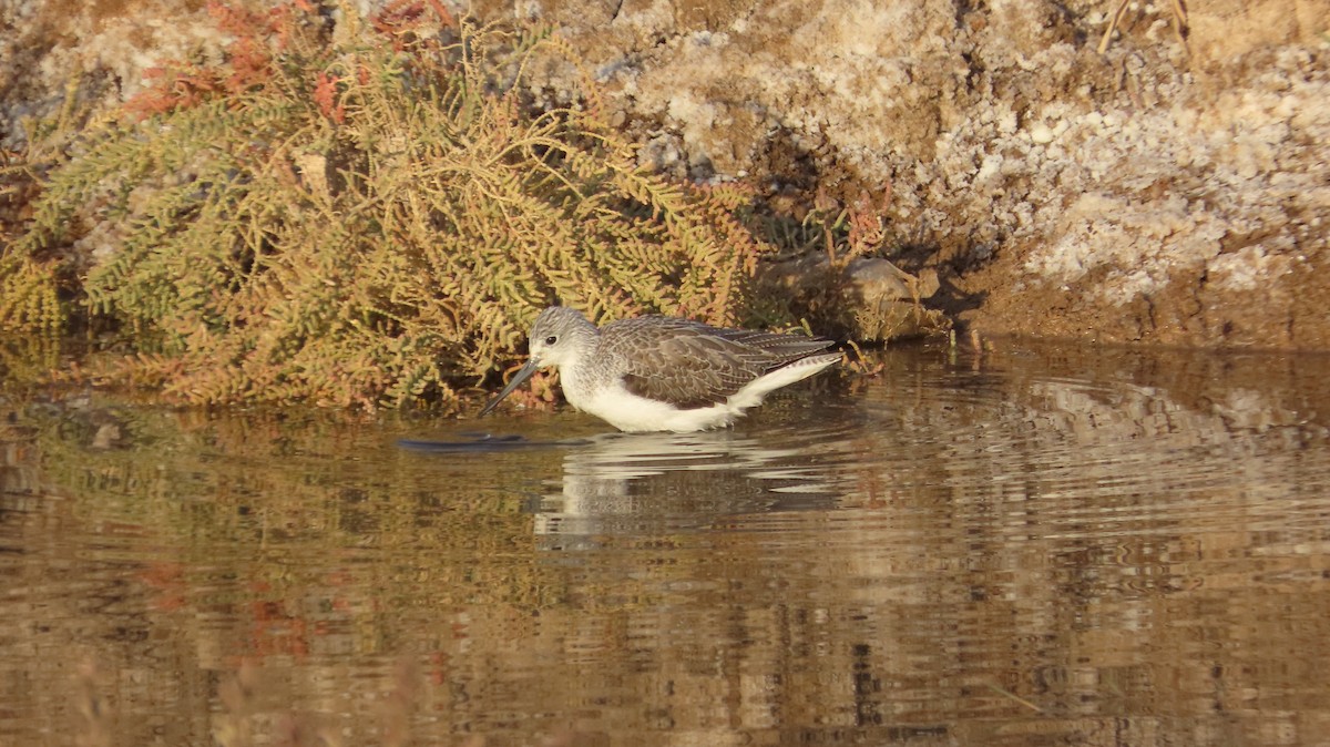 Kuliska zuria - ML645538870