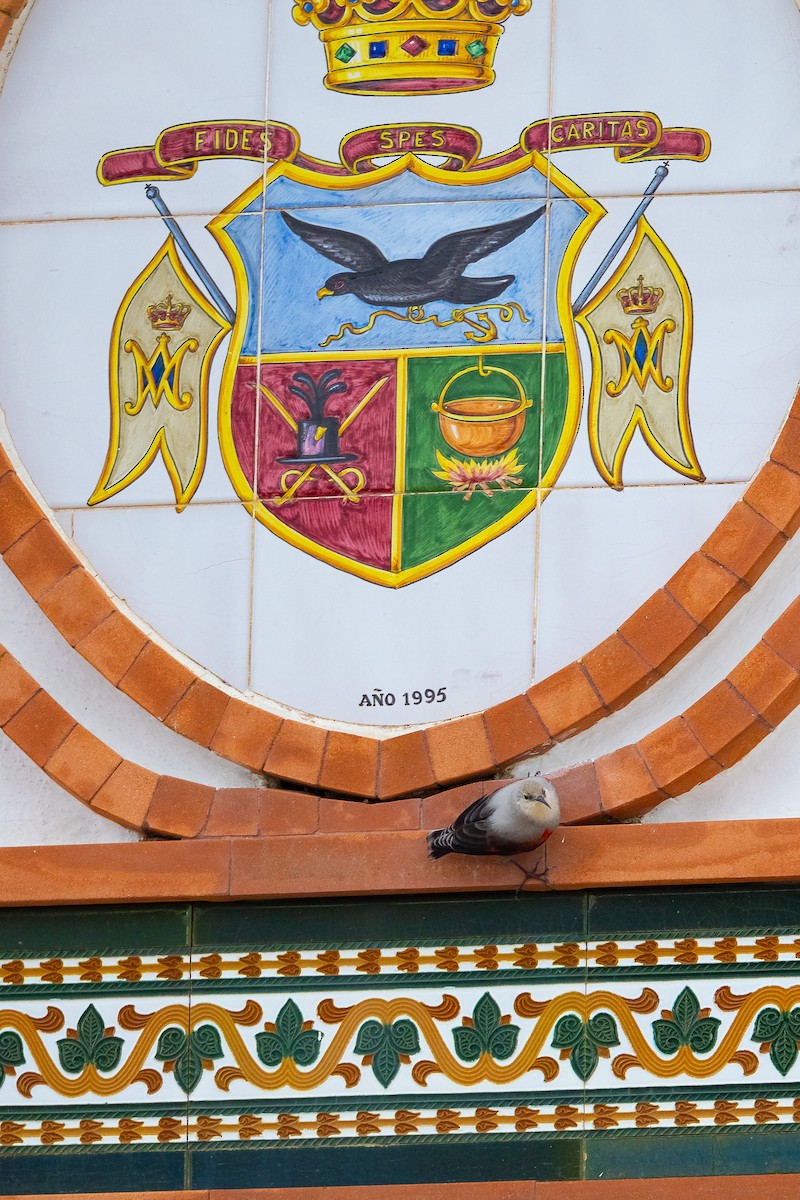 Wallcreeper - ML645538871