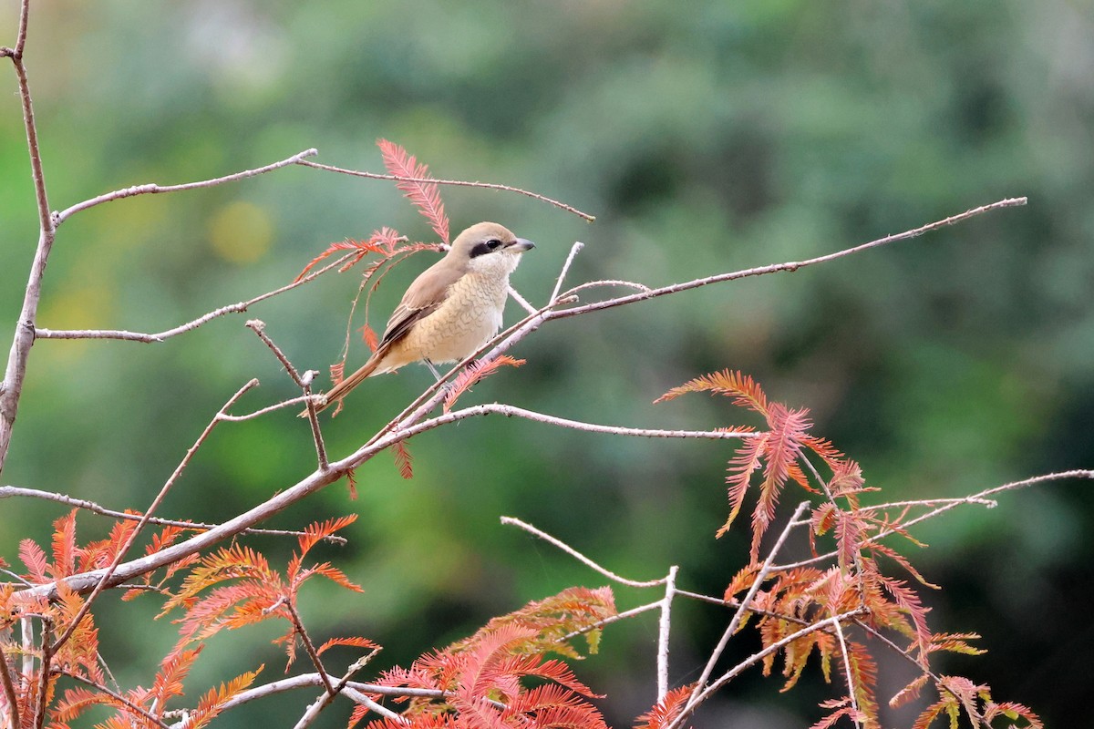 Brown Shrike (Brown) - ML645538872