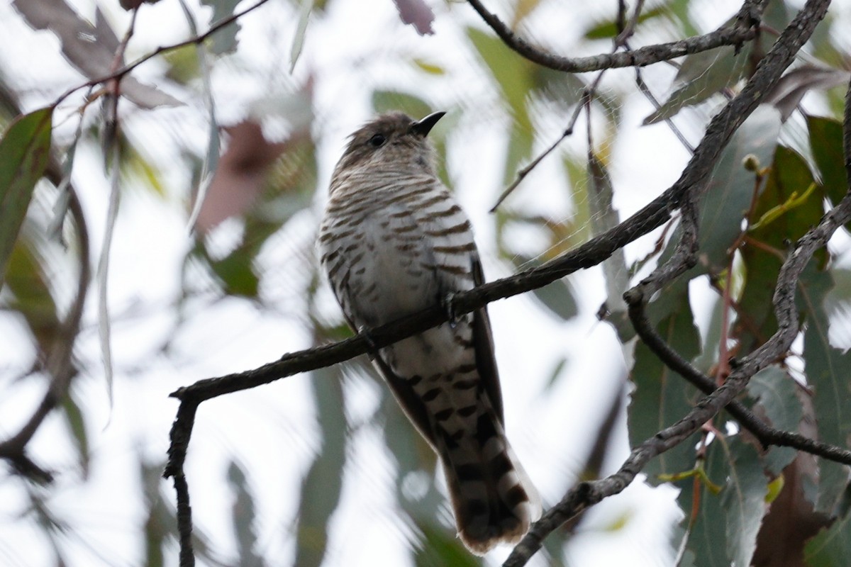 Shining Bronze-Cuckoo - ML645538873