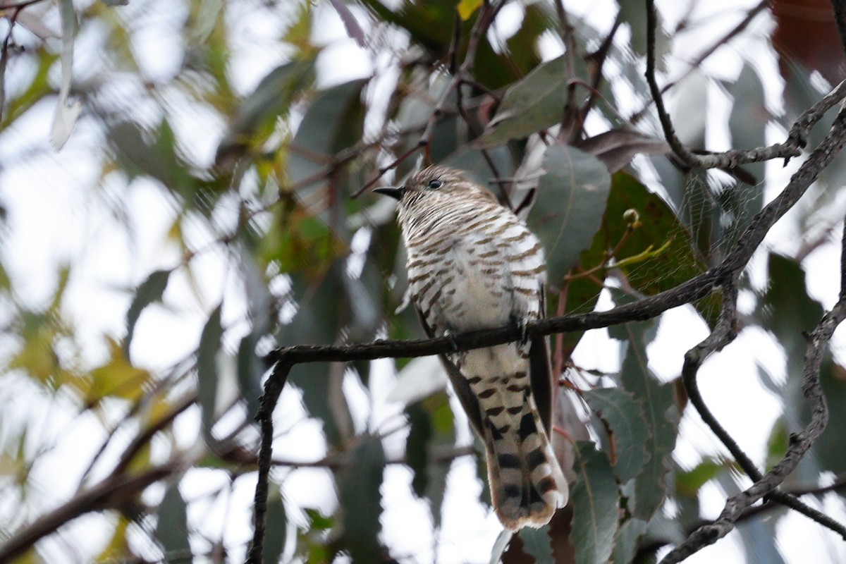 Shining Bronze-Cuckoo - ML645538874