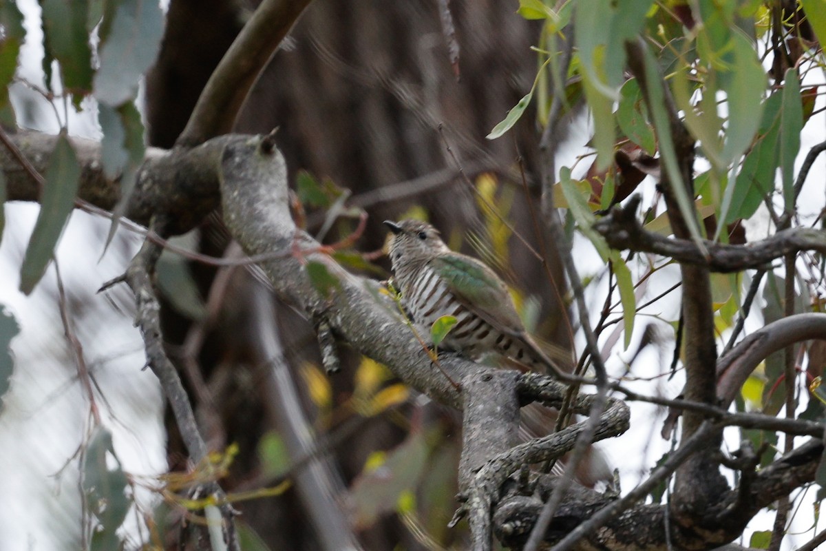 Shining Bronze-Cuckoo - ML645538875