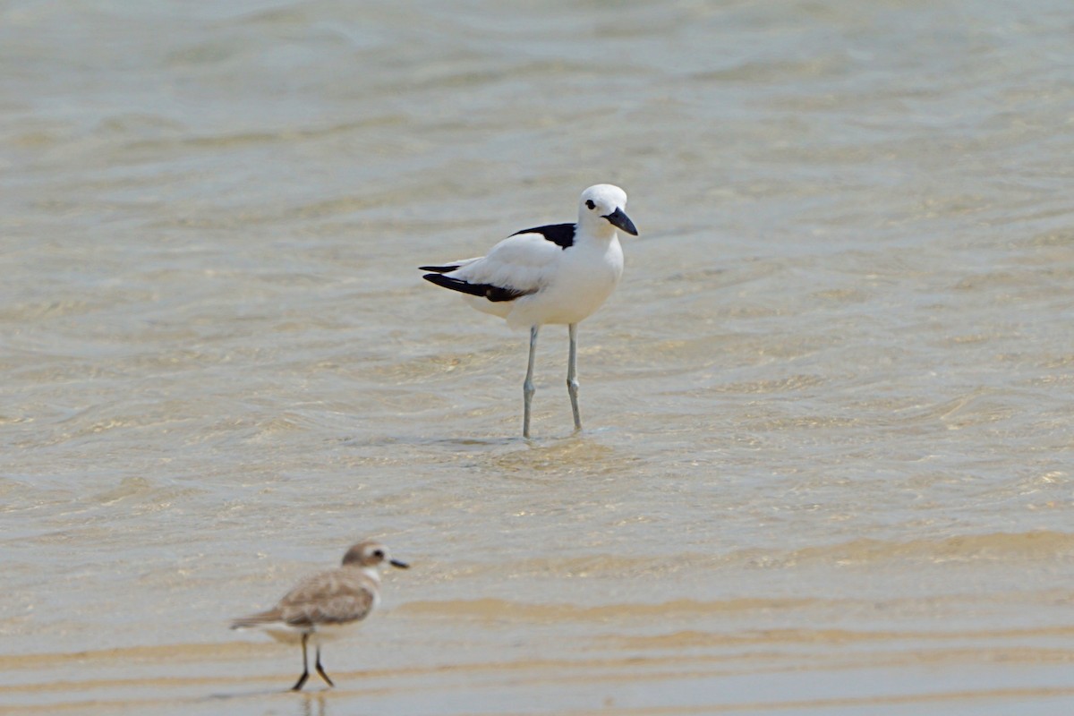 Dromas karramarrozalea - ML645538876