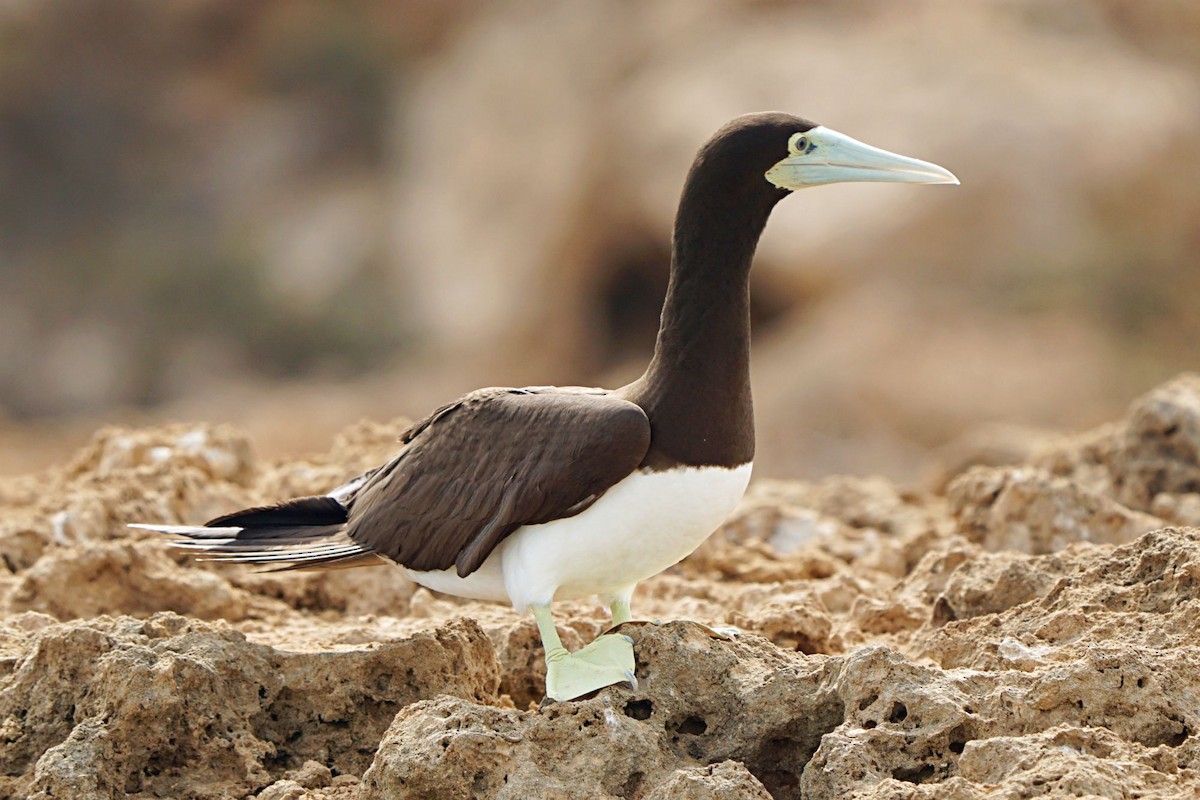 Zanga iluna - ML645538877