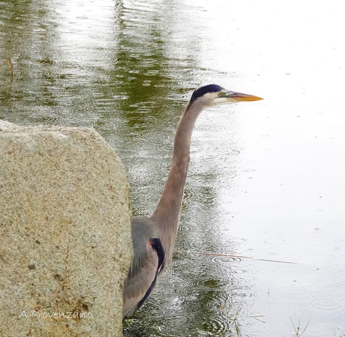 Koartza hauskara amerikarra - ML645538878