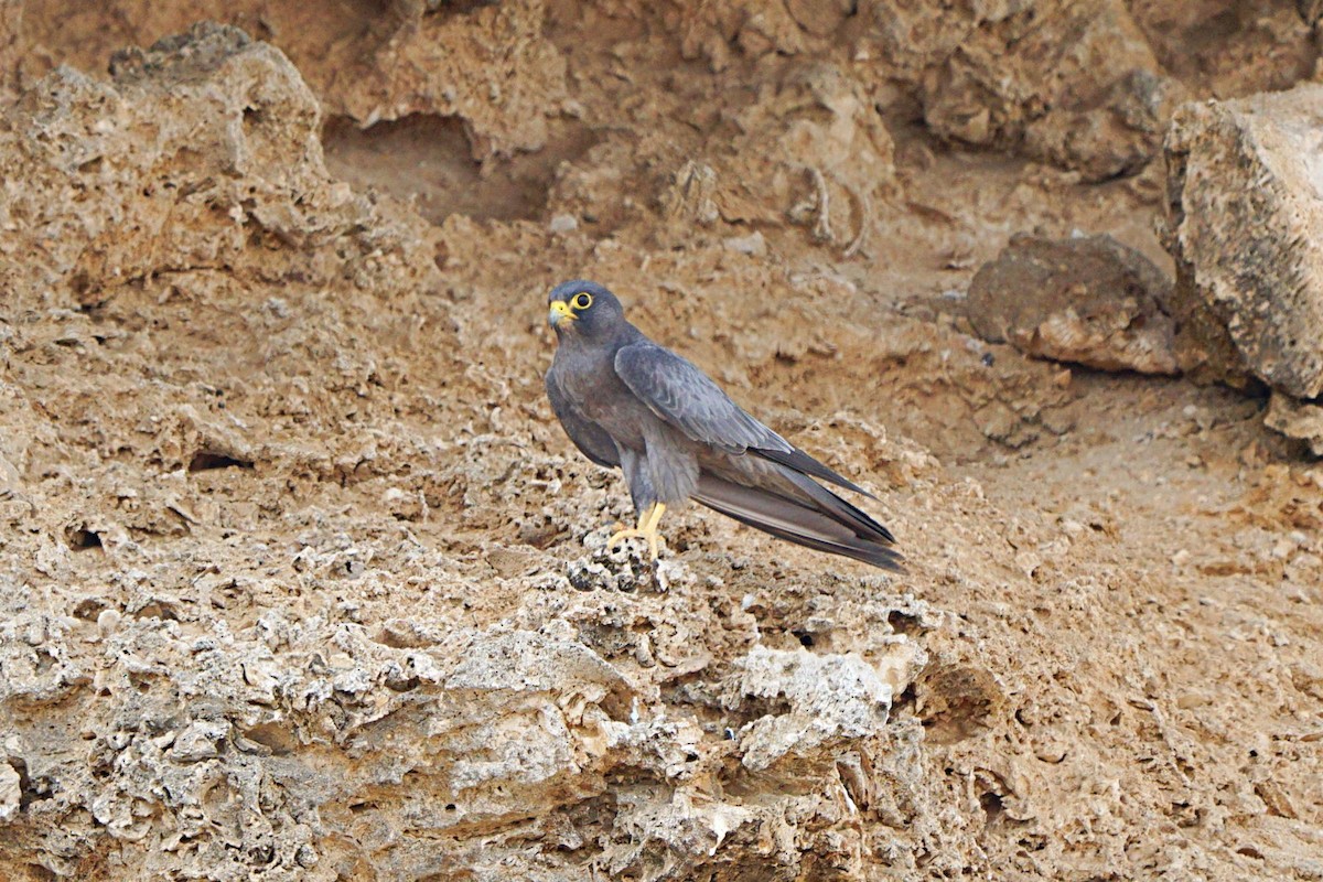 Sooty Falcon - ML645538879