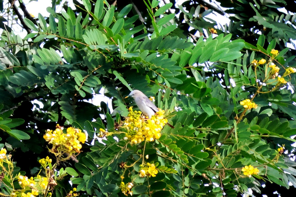 Chestnut-tailed Starling - ML645538880