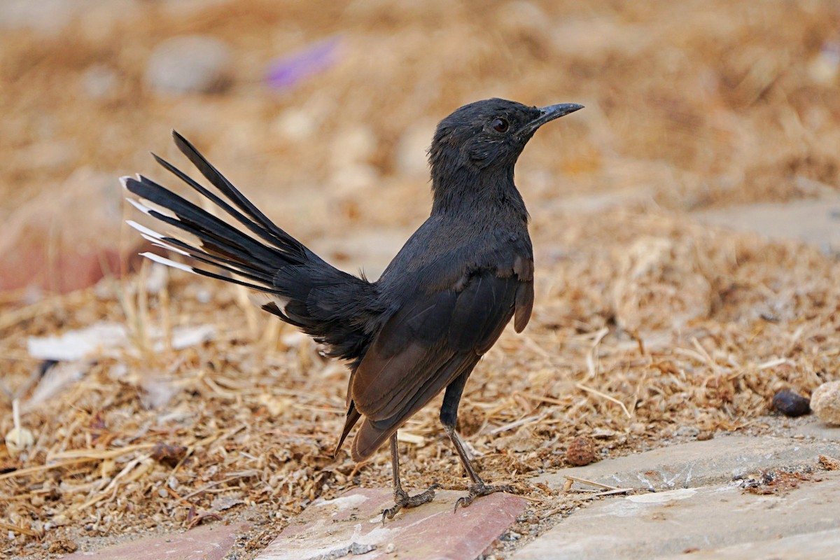 Black Scrub-Robin - ML645538886