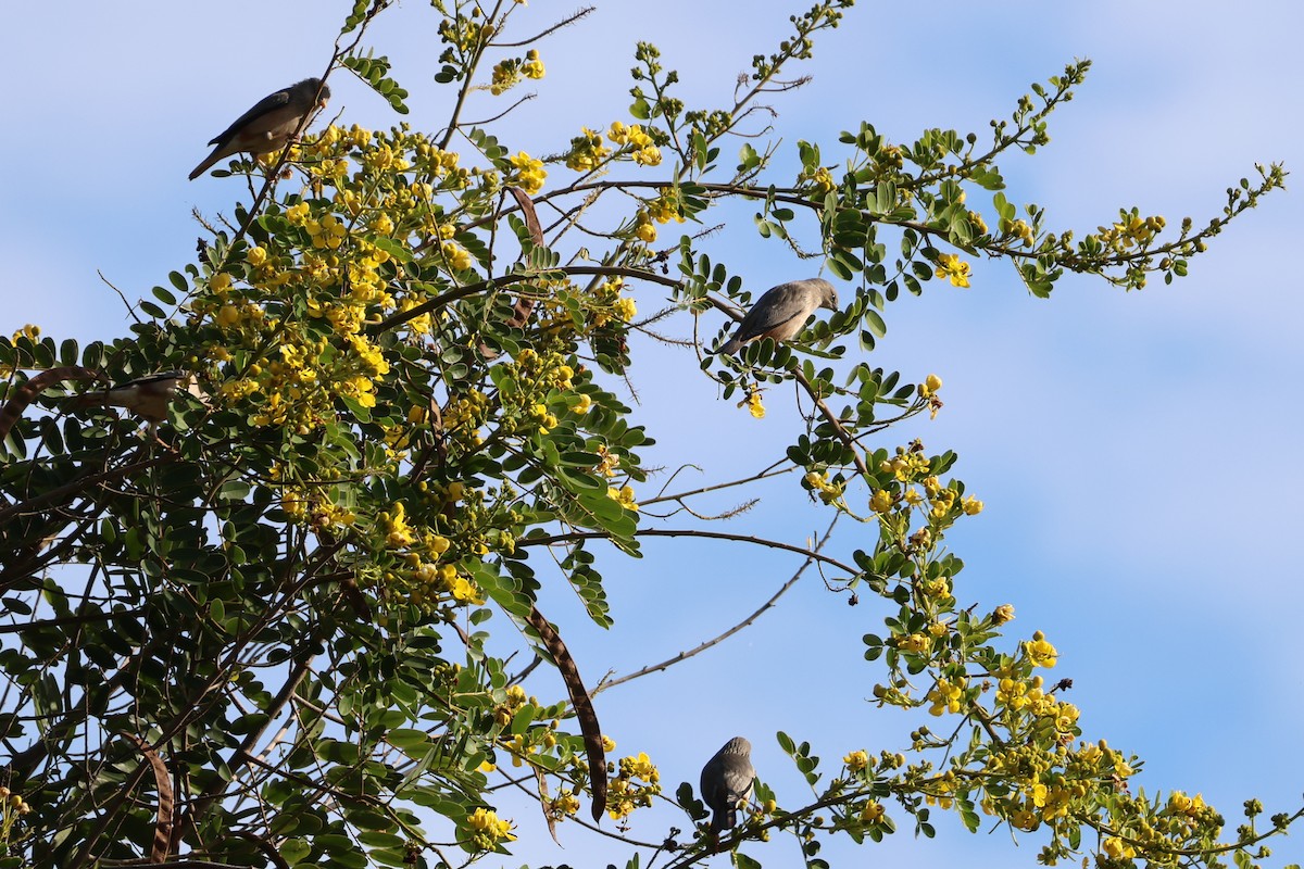 Chestnut-tailed Starling - ML645538898