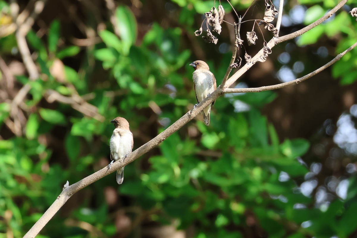 Scaly-breasted Munia - ML645538919
