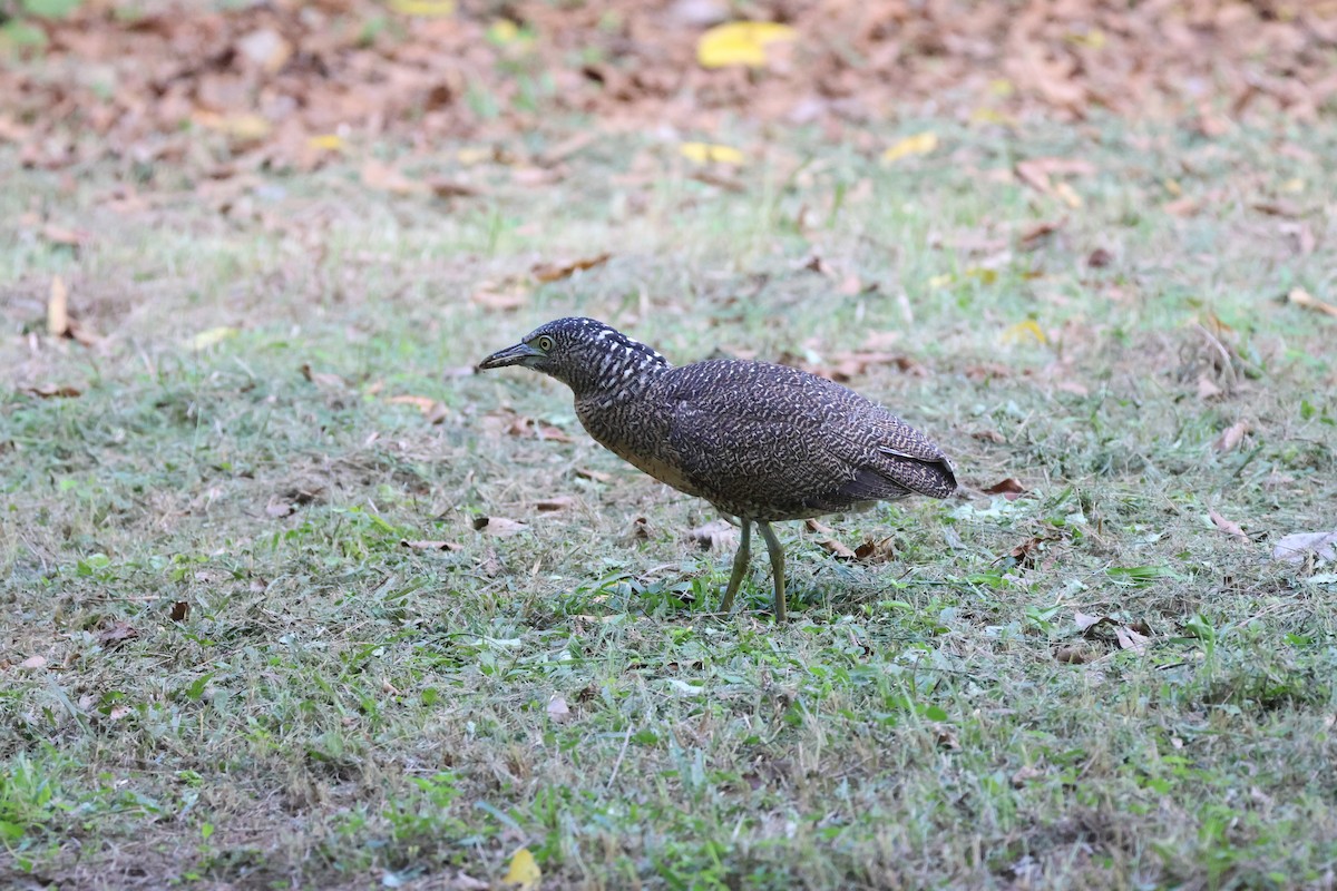 duskdverghegre - ML645538922