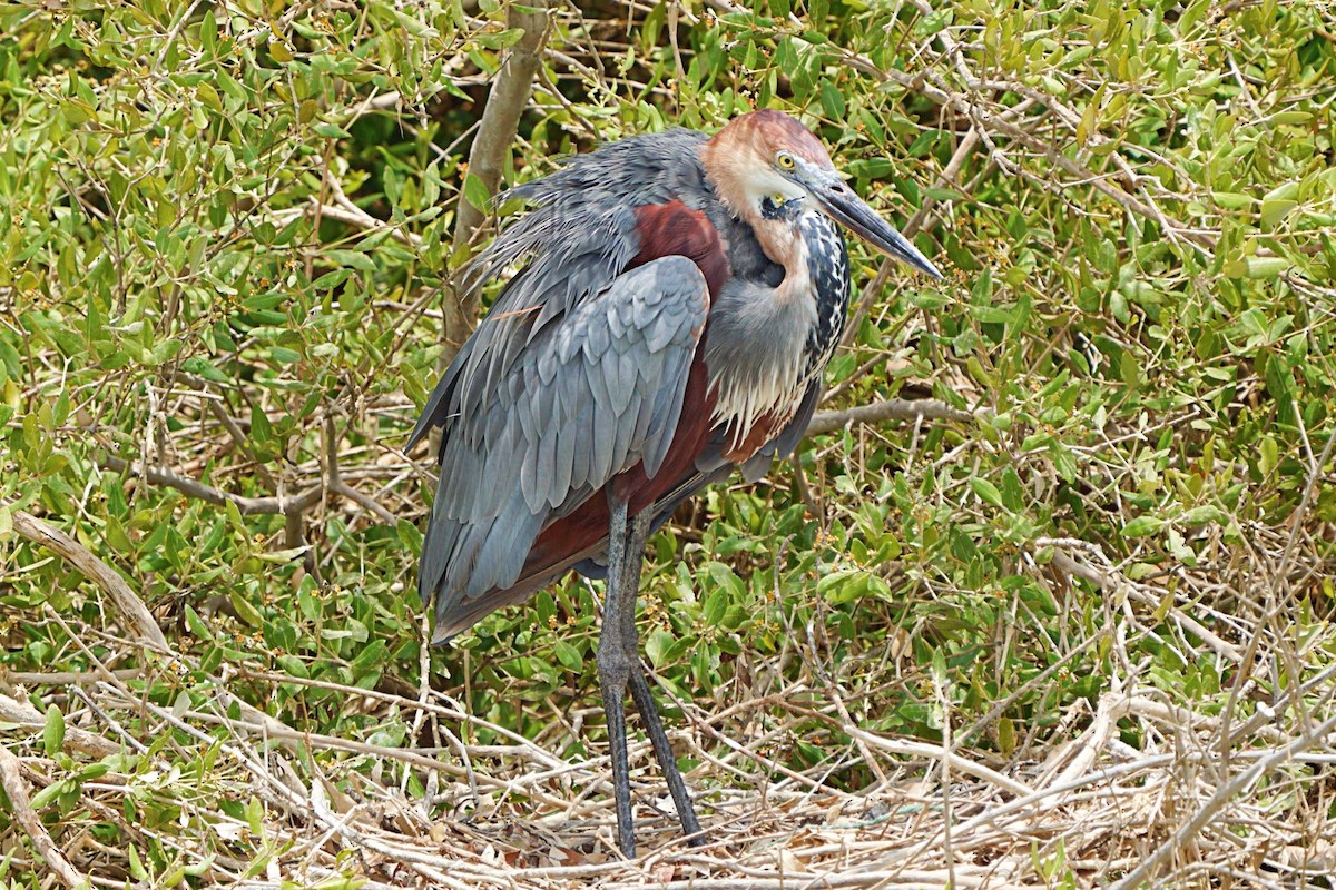 Purple Heron - ML645538923