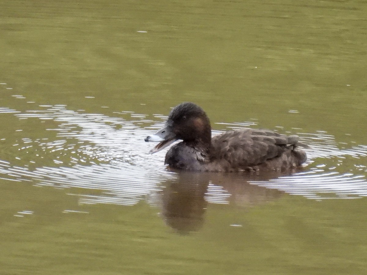 Hardhead - ML645538941