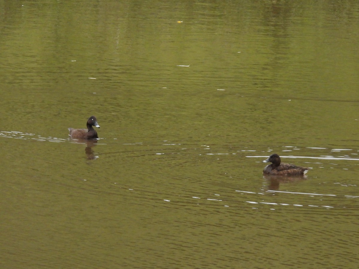 Hardhead - ML645538942