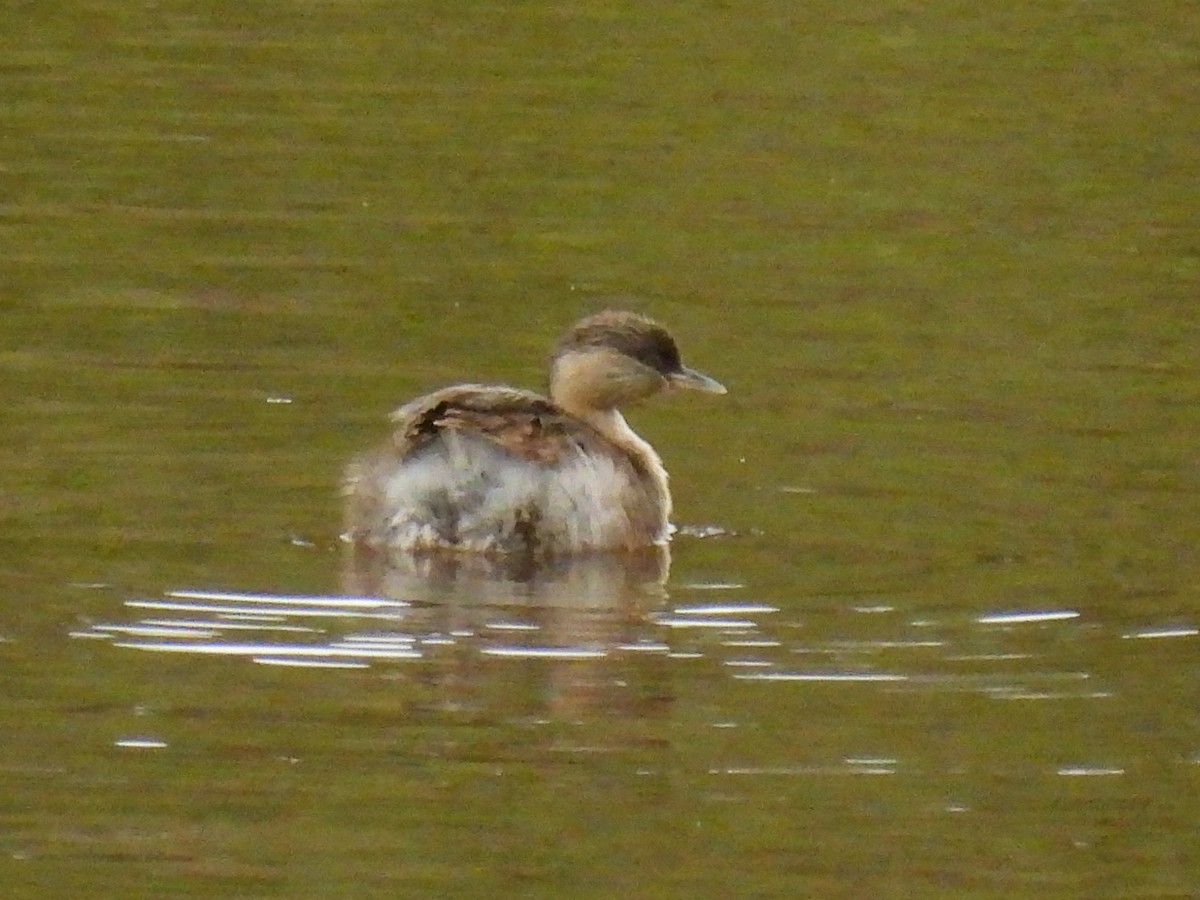 sølvhodedykker - ML645538951