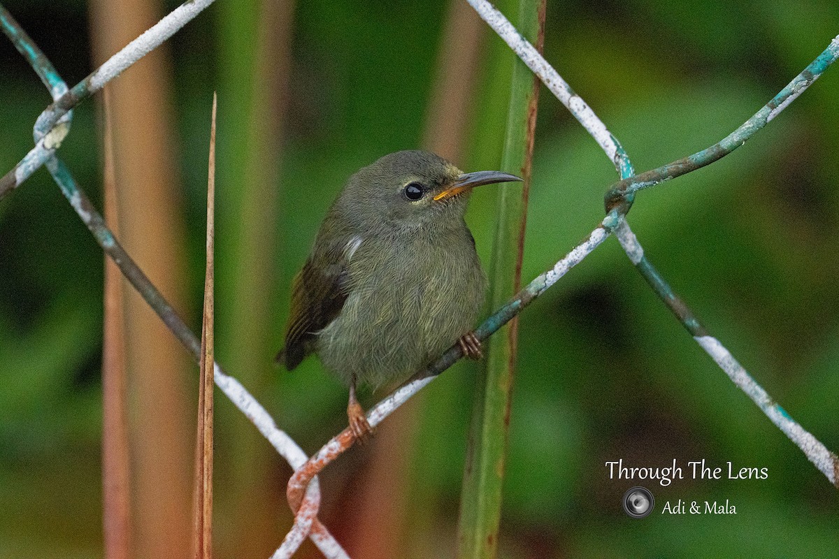 Траурная нектарница - ML645538969